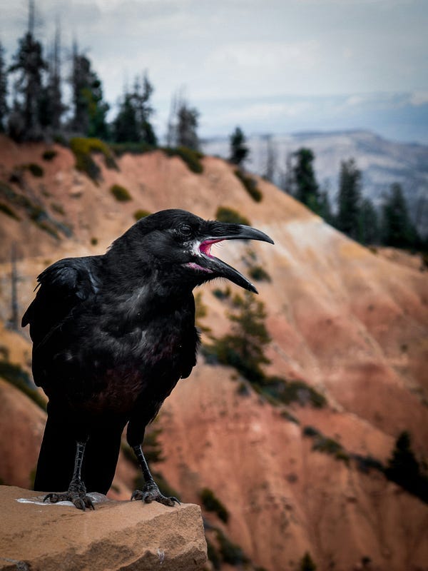 Crow Crow