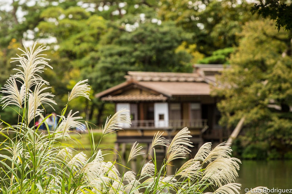 Miscanto susuki en los jardines Kenrokuen de Kanazawa