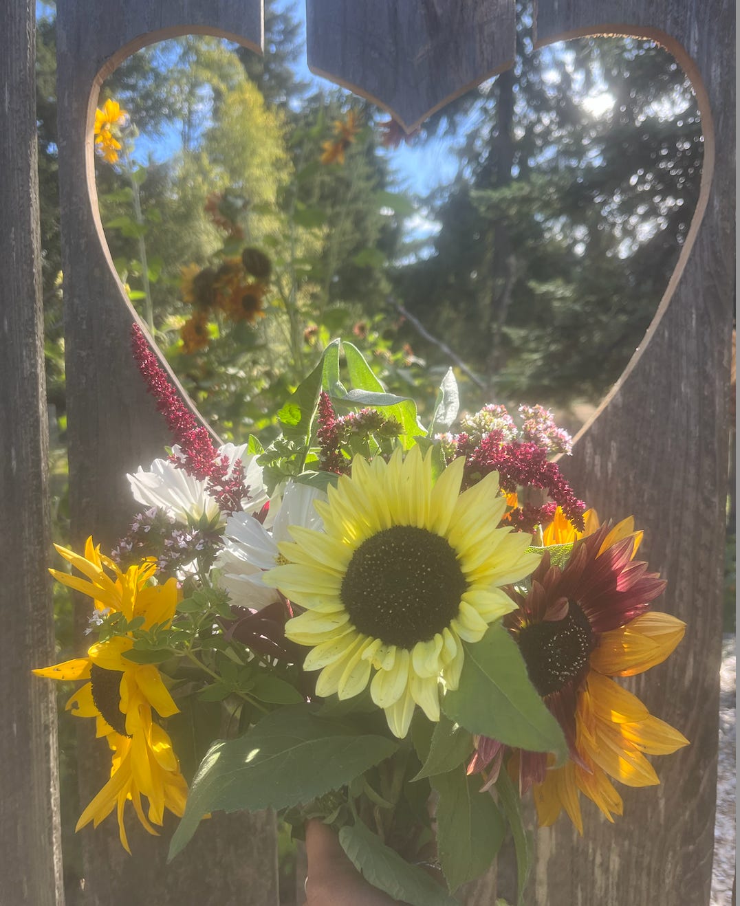 Bouquet of sunflowers in front of a garden gate.