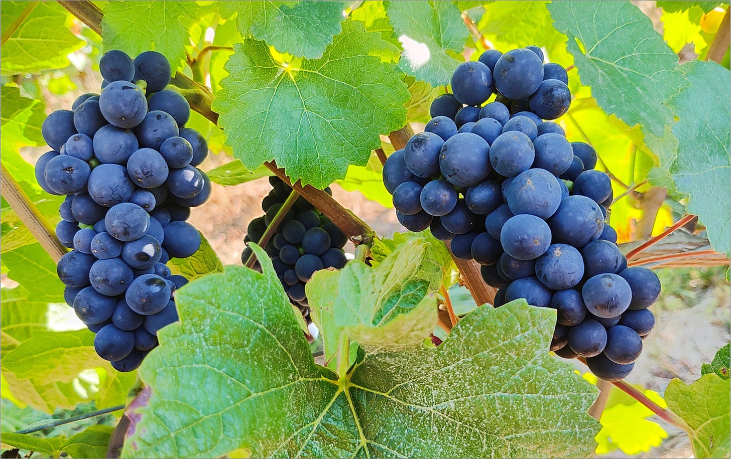 Estate grown Pinot Noir clusters representing the very best of Vintage 2024.