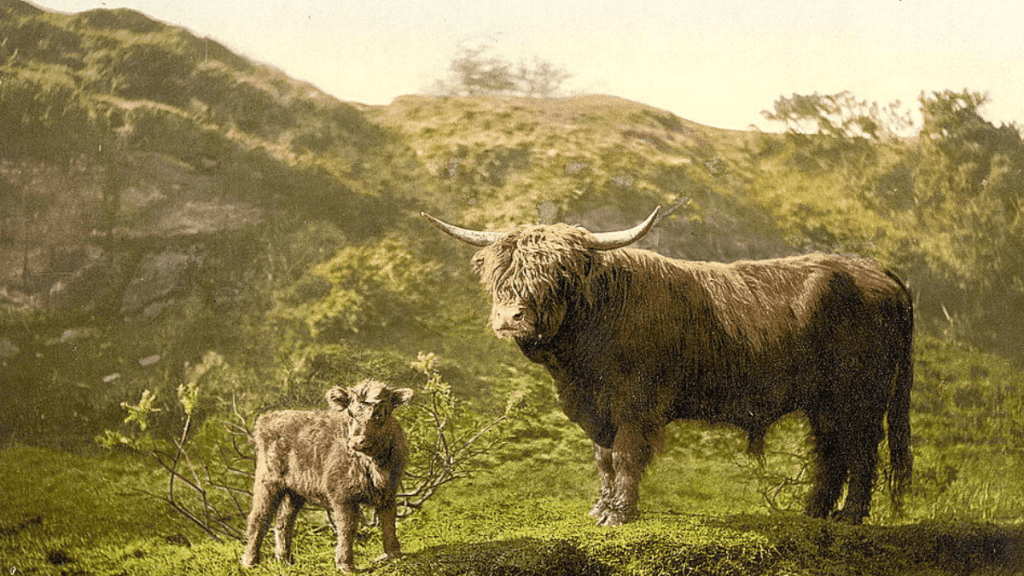 What is the  History and Cultural Significance of Highland Coo?