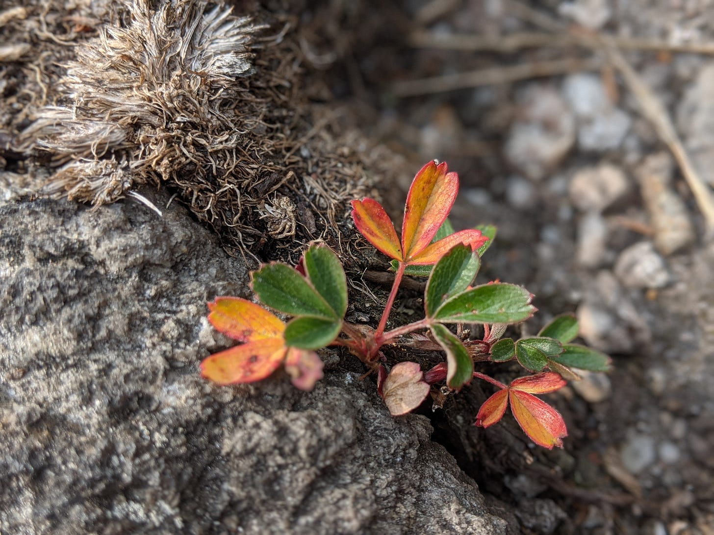 A close-up photograph of a small plant growing out of a crack in the rock, taken in the fall. Half the leaves are yellow tinged with red, the other half are green just starting to turn.