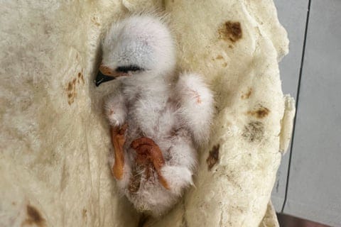 a fuzzy white bird in a tortilla