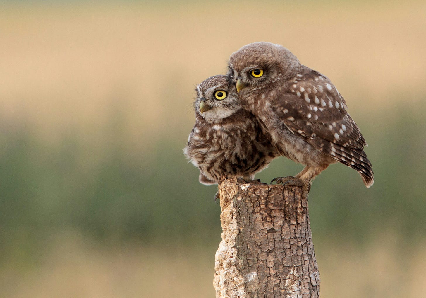 Two small brown owls with white spots on their wings huddle together on a fencepost watching something intently and probably thinking about murder