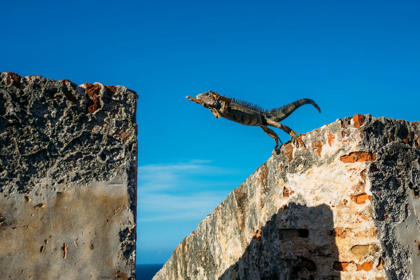 Lizard leaping from one stone wall to the next