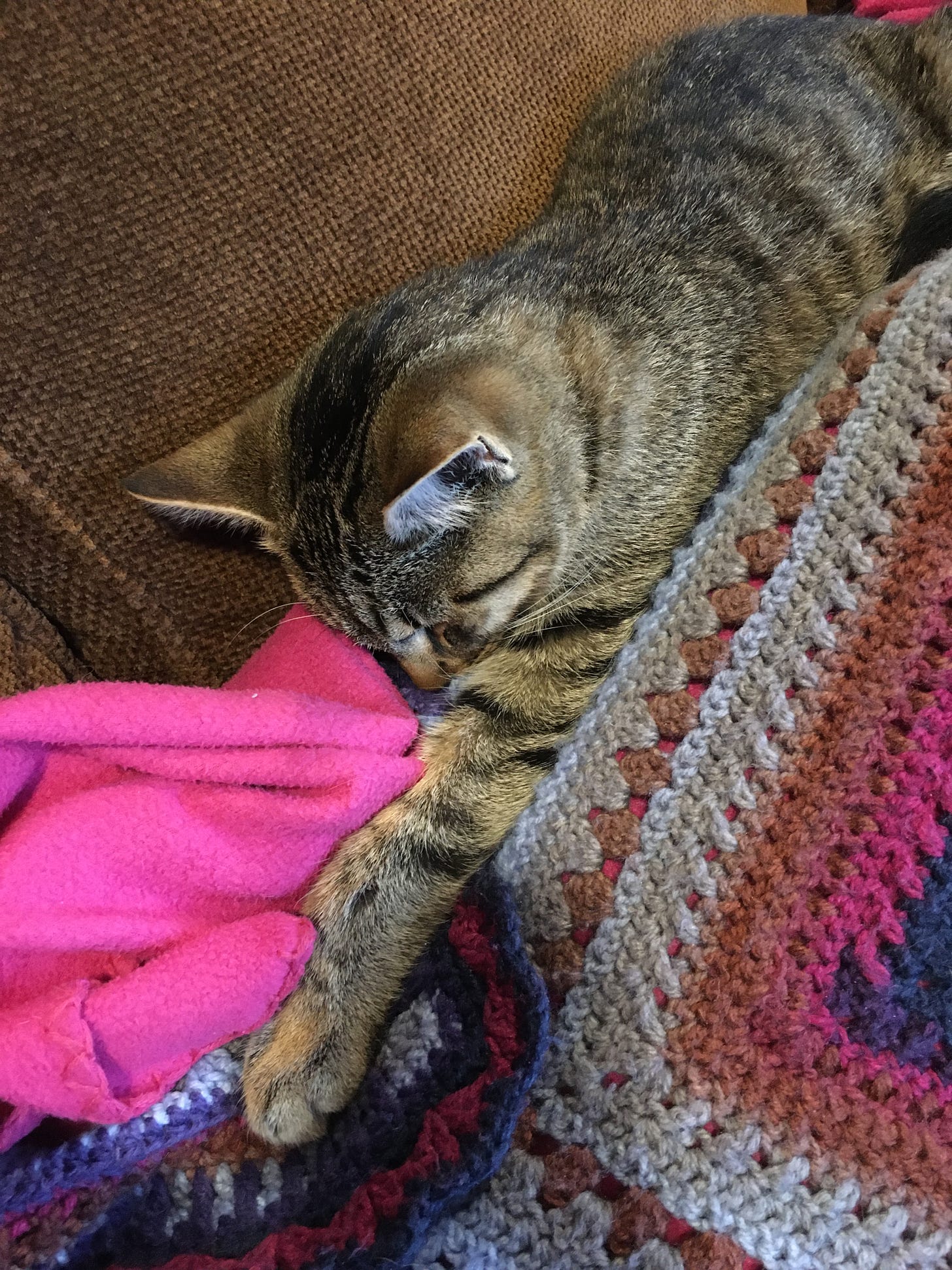Brown striped cat sleeping on couch with front leg outstretched