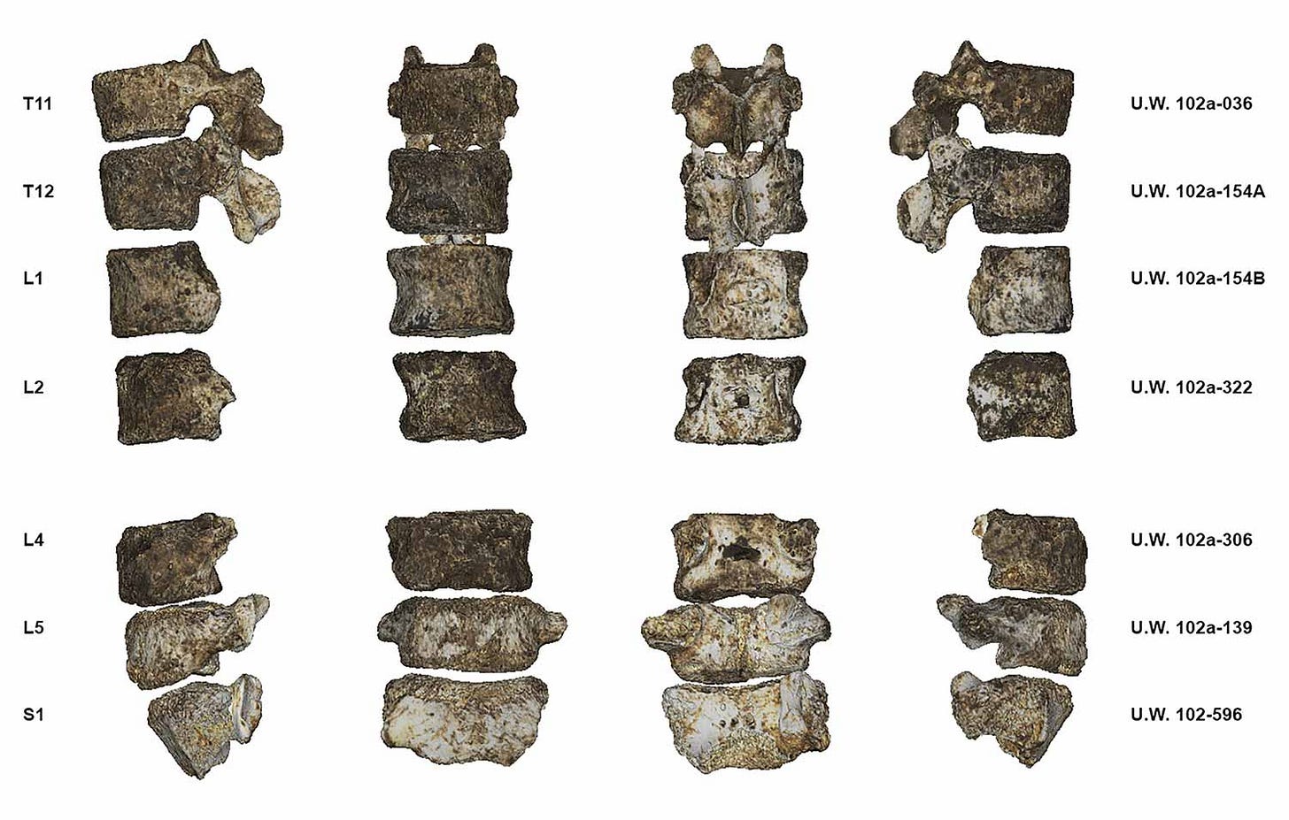 Vertebral column preserved for the LES1 skeleton in left lateral, anterior, posterior, and right lateral views.