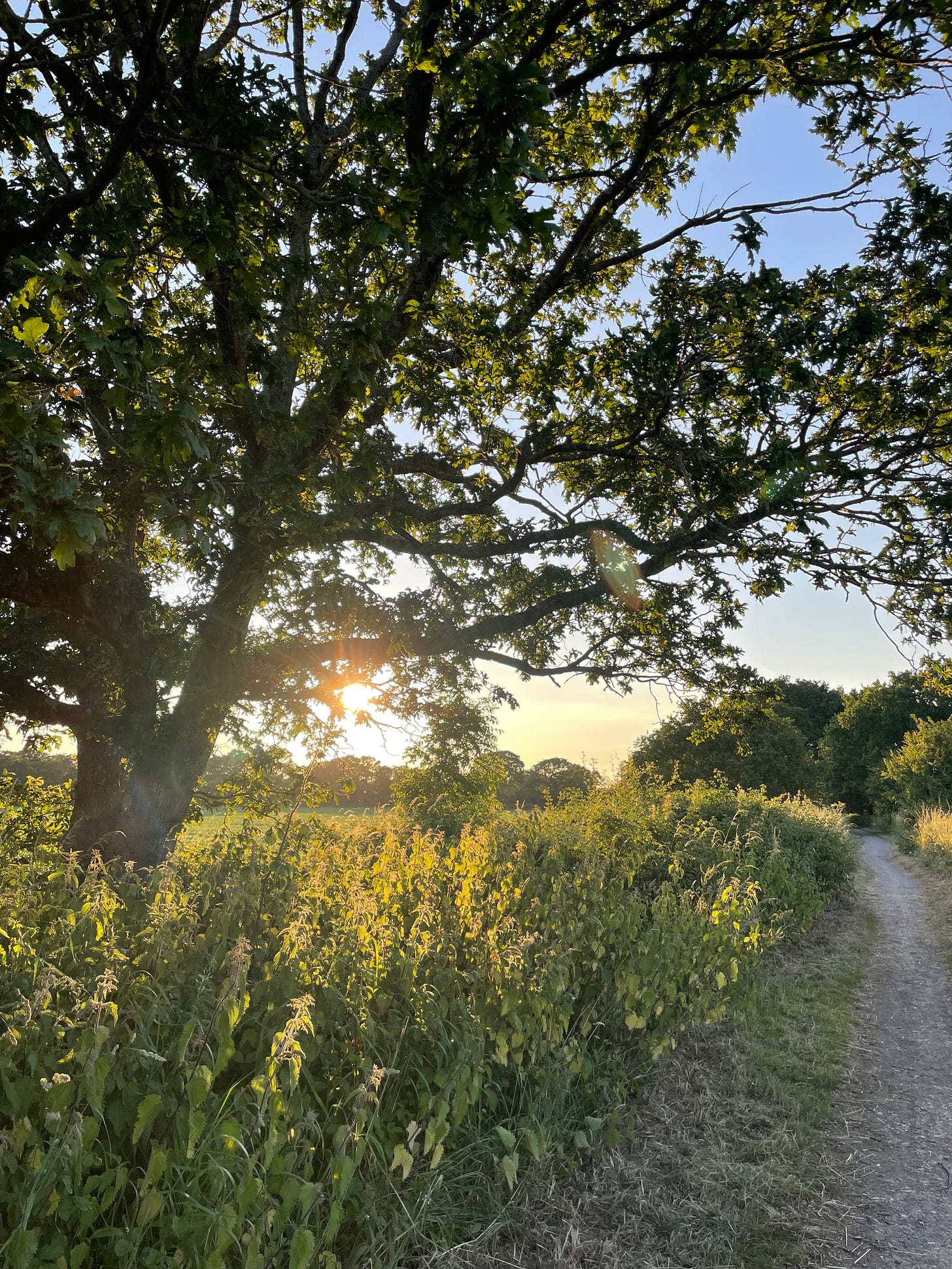 A footpath in the New Forest with views of the sky over a hedge of nettles.