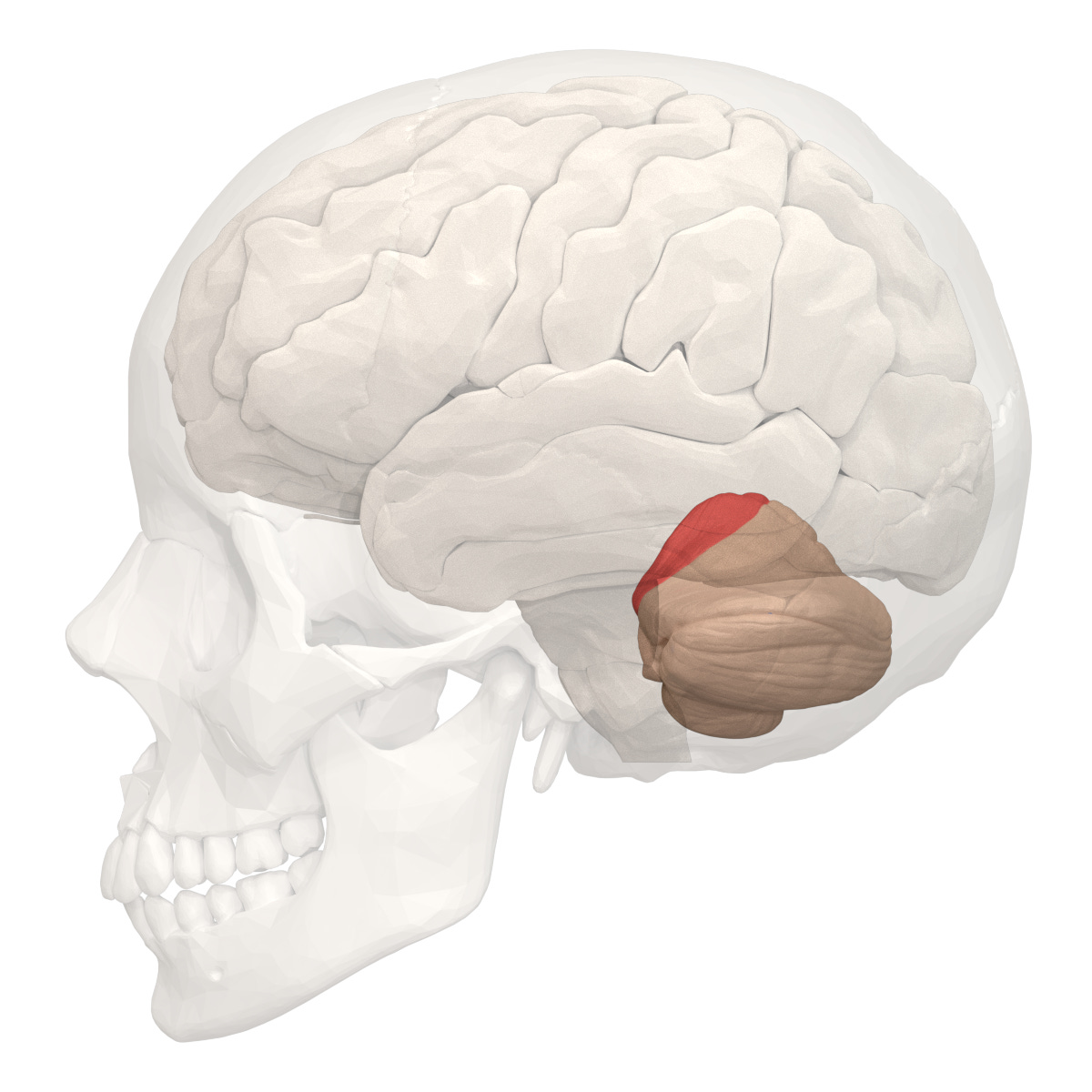 File:Anterior lobe of cerebellum -- 04.png - Wikimedia Commons