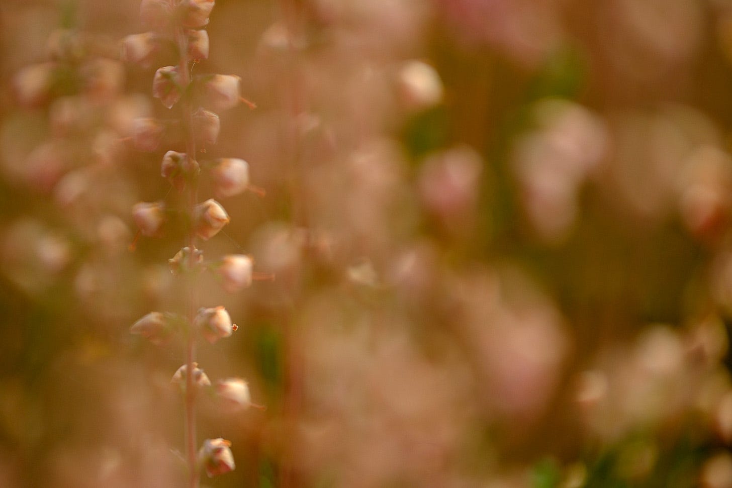 Close-up, the fading flowers of ling (Calluna vulgaris) take on a flesh-pink tone by late September.