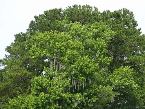 Pine and Oak Trees in Their Natural Beauty