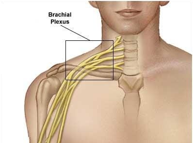 Brachial Plexus And Its Injury – Medchrome