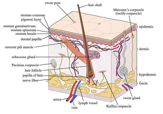 Dermis anatomy