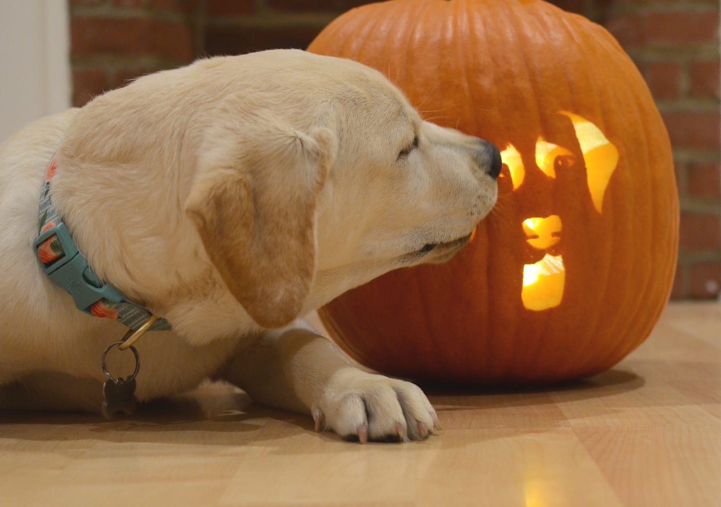 A yellow Labrador retriever puppy licks a jack-o-lantern. 