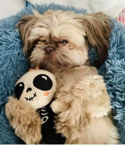 Small dog hugging stuffed toy