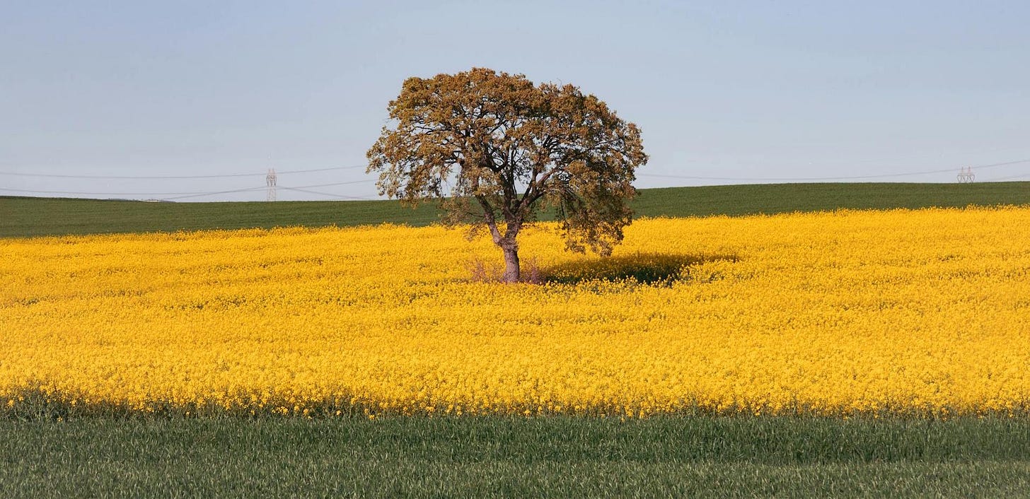 A lone tree in a field of grass and yellow flowers A lone tree in a field of grass and yellow flowers