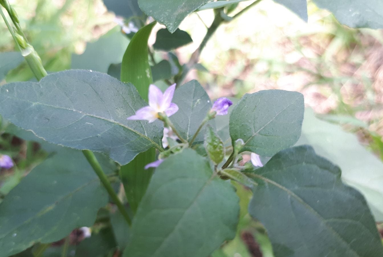 Solanum americanum [purple flowers] sml.jpg