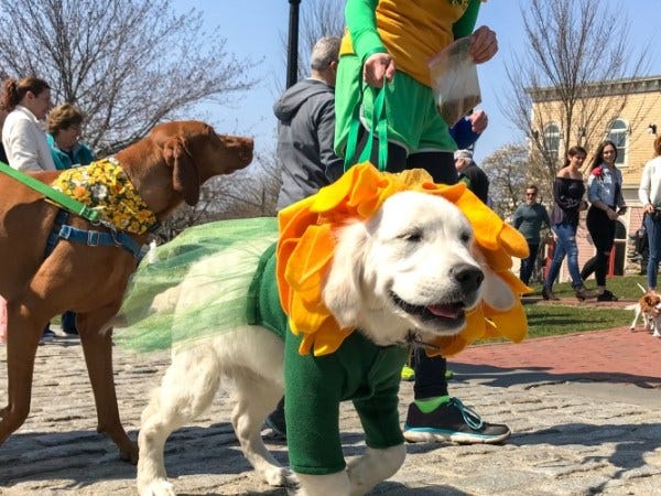 What’s Up this Weekend: Newport Daffodil Days, Newport County Days, Newport Night Run, and more.