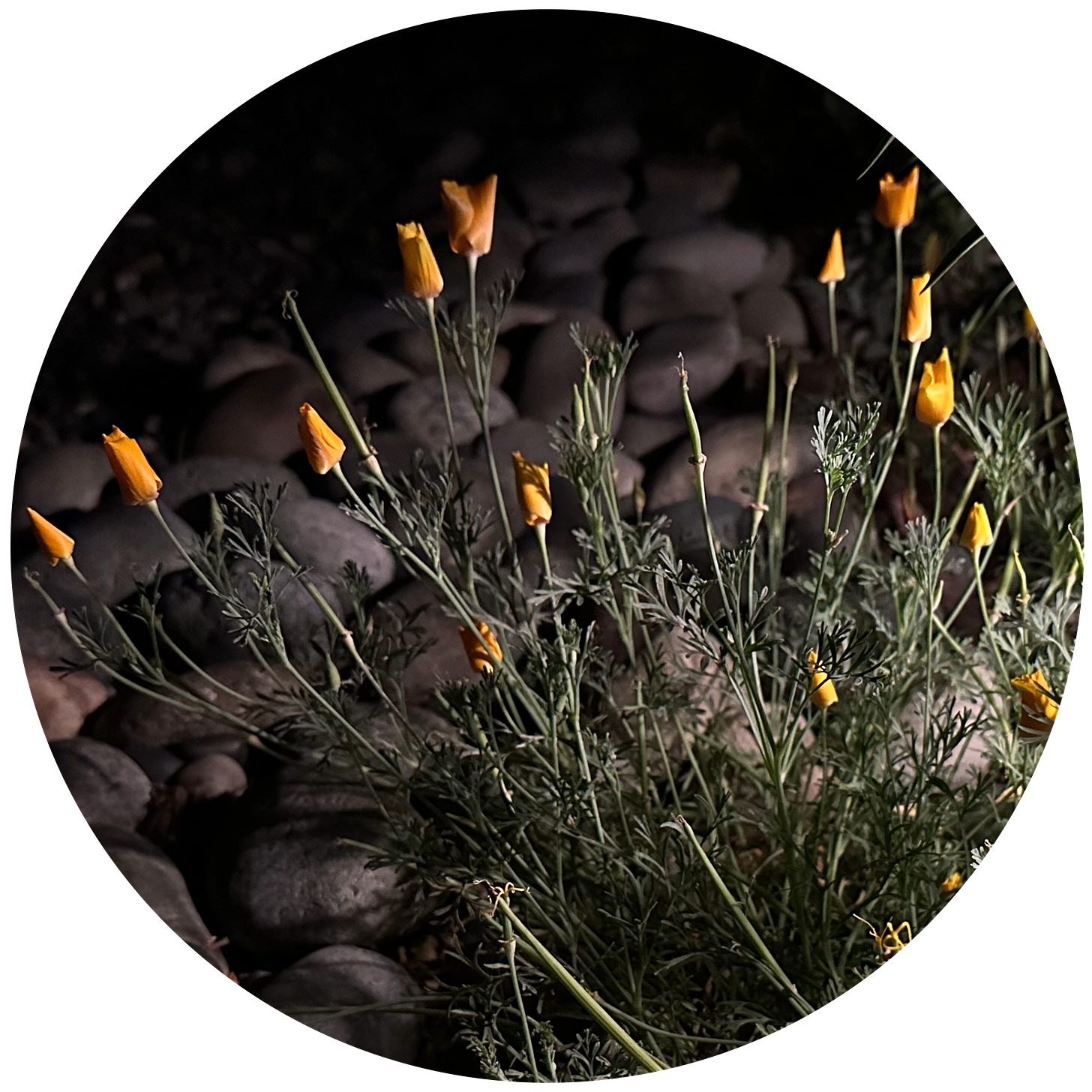 at nighttime, the same poppies have their petals folded in, curled into a cone-shape. The background is dark, but flowers are lit by an unseen nearby lamp.