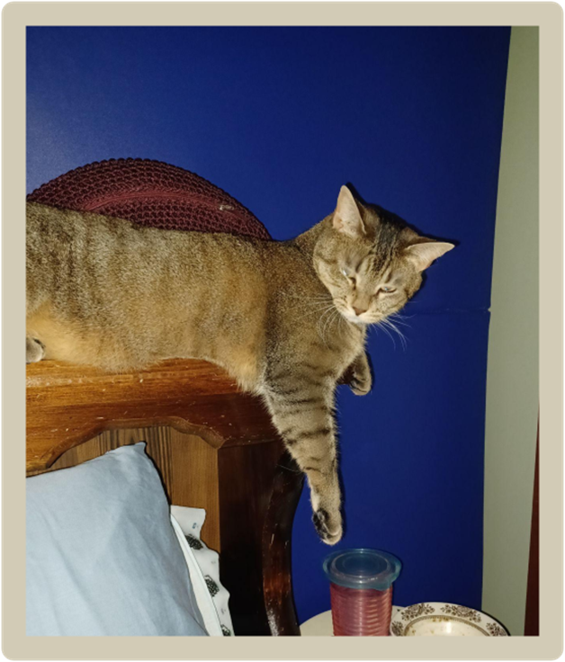 Tabby cat on headboard reaching toward a cup of water