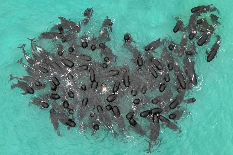In this photo provided by the Department of Biodiversity, Conservation and Attractions, a pod of long-finned pilot whales gather closely near Cheynes Beach east of Albany, Australia, Tuesday, July 25, 2023, before stranding. Nearly 100 pilot whales stranded themselves on the beach in western Australia and about half had died by Wednesday morning, despite the efforts of wildlife experts and volunteers to save them. (DBCA via AP)