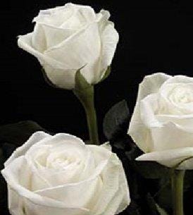 three white roses
