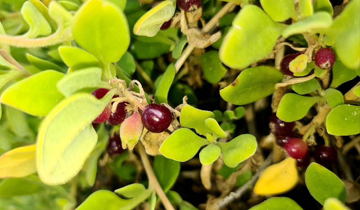 Tetragonia implexicoma [bower spinach - fruit - ATLAS - A. Melville, 2020].jpeg