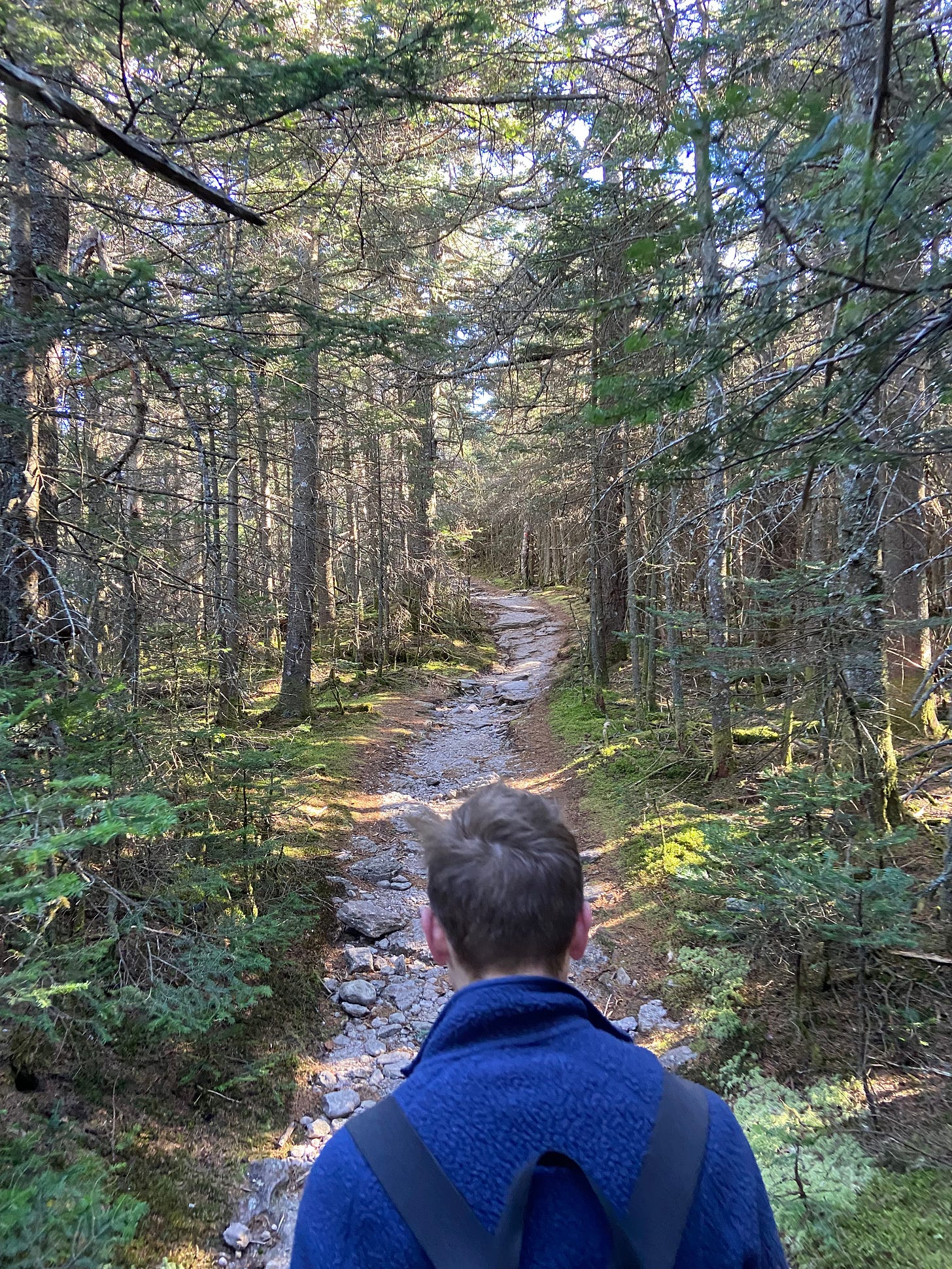 Sandy hiking on a trail, from behind, with green trees around