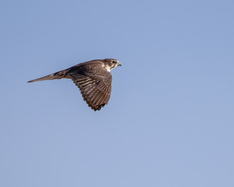 20241205-Manville-327-Edit.jpg