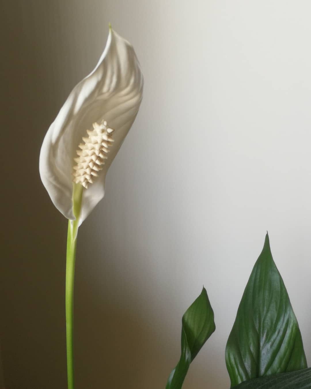 photo of peace lily flower