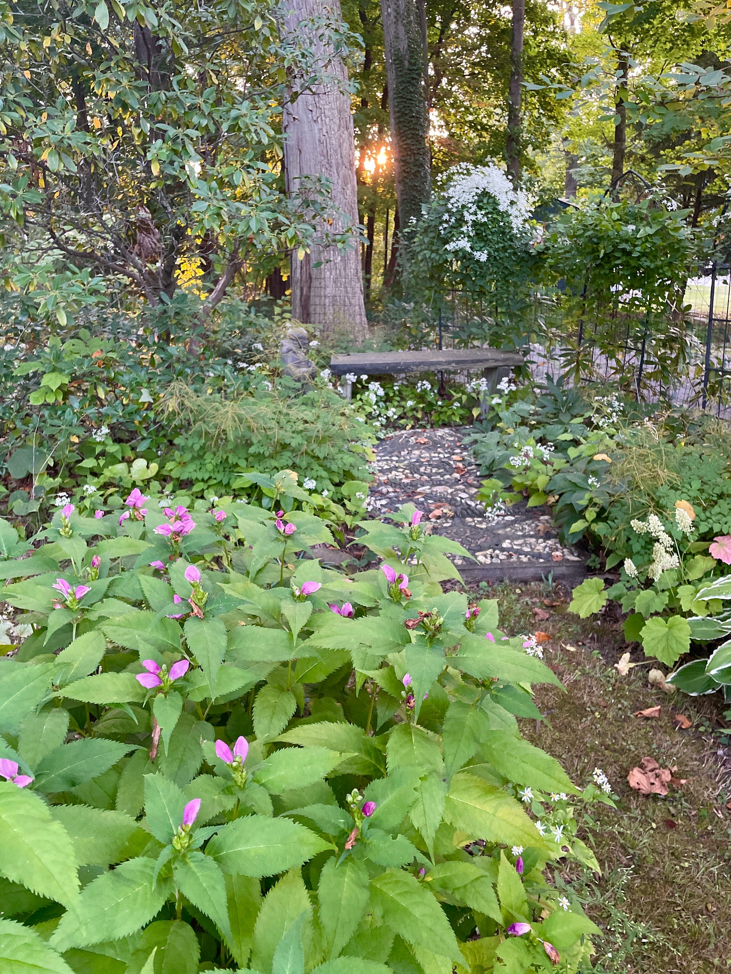 White wood asters and Turtlehead in front of St Francis’ garden