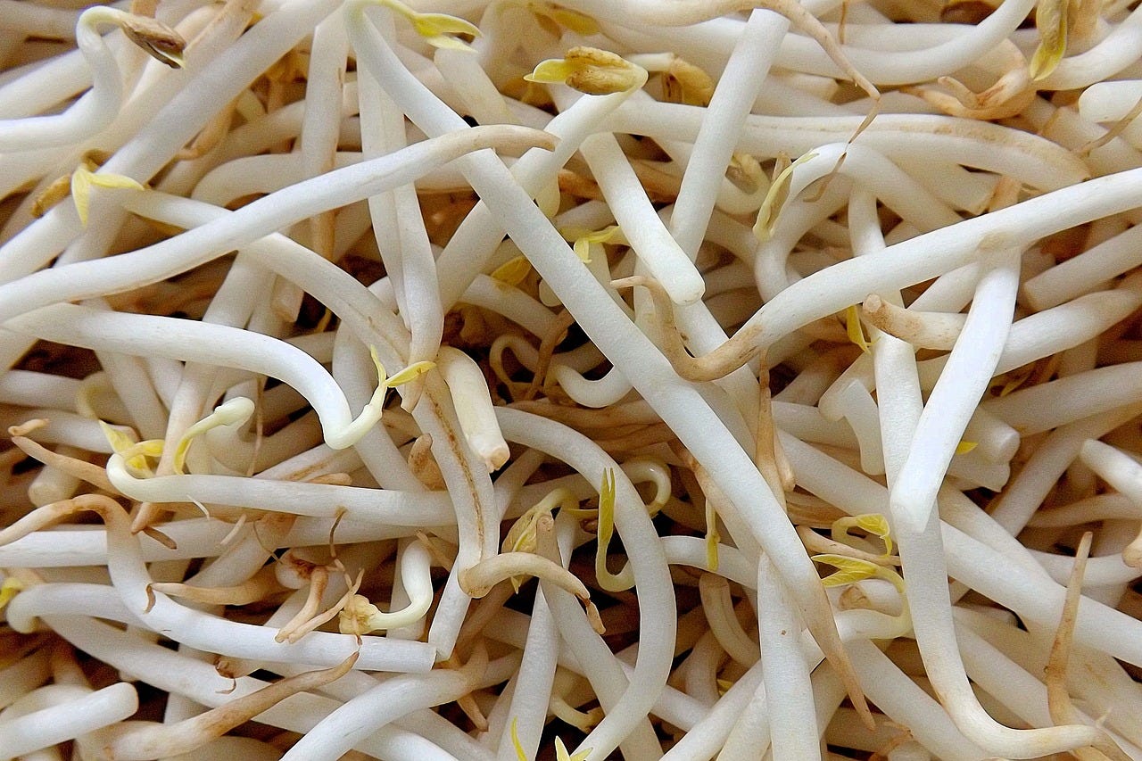 A closeup shot of a nest of unarranged bean sprouts.
