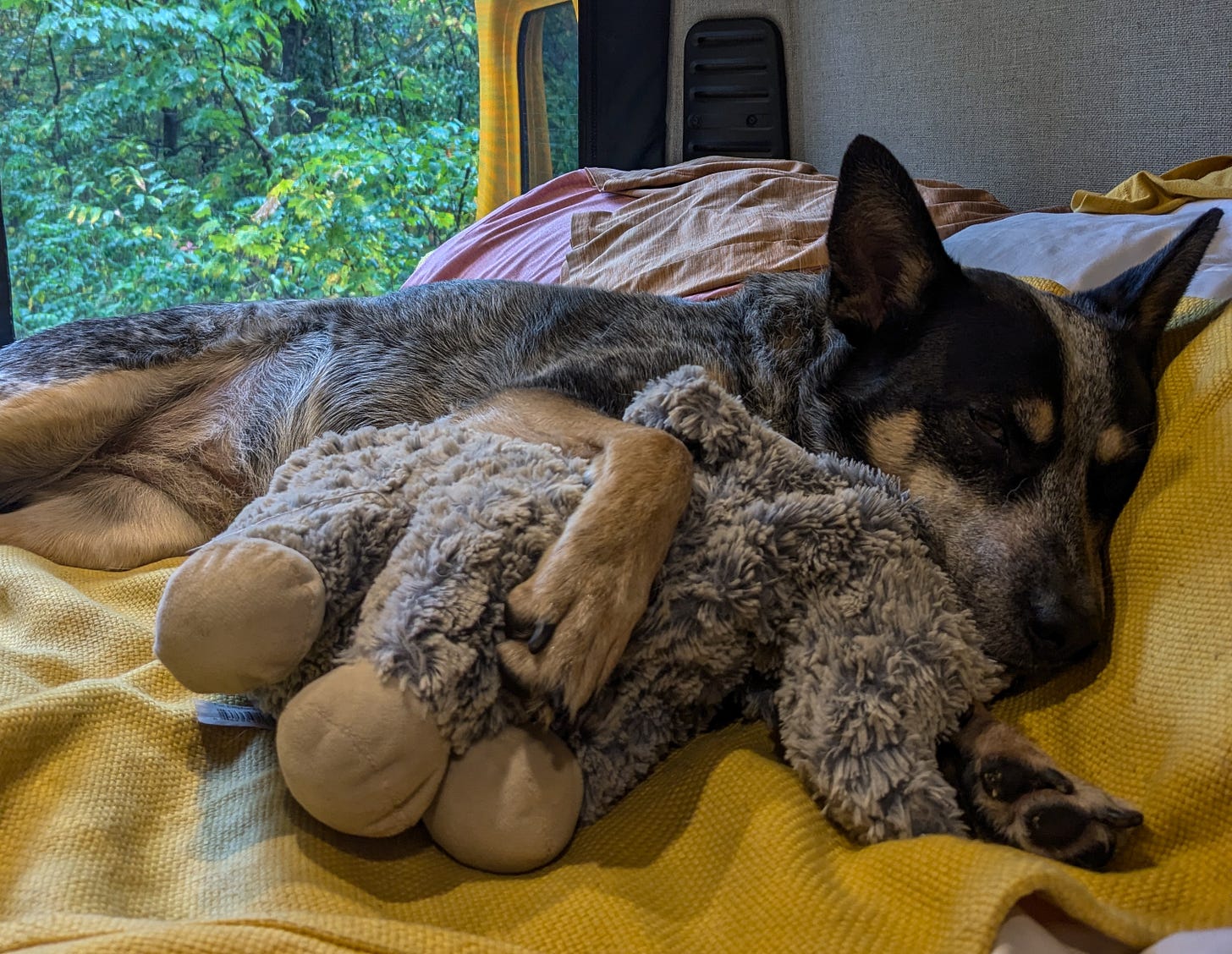 Scout the blue heeler snuggles a stuffed elephant in the bed of our converted camper van