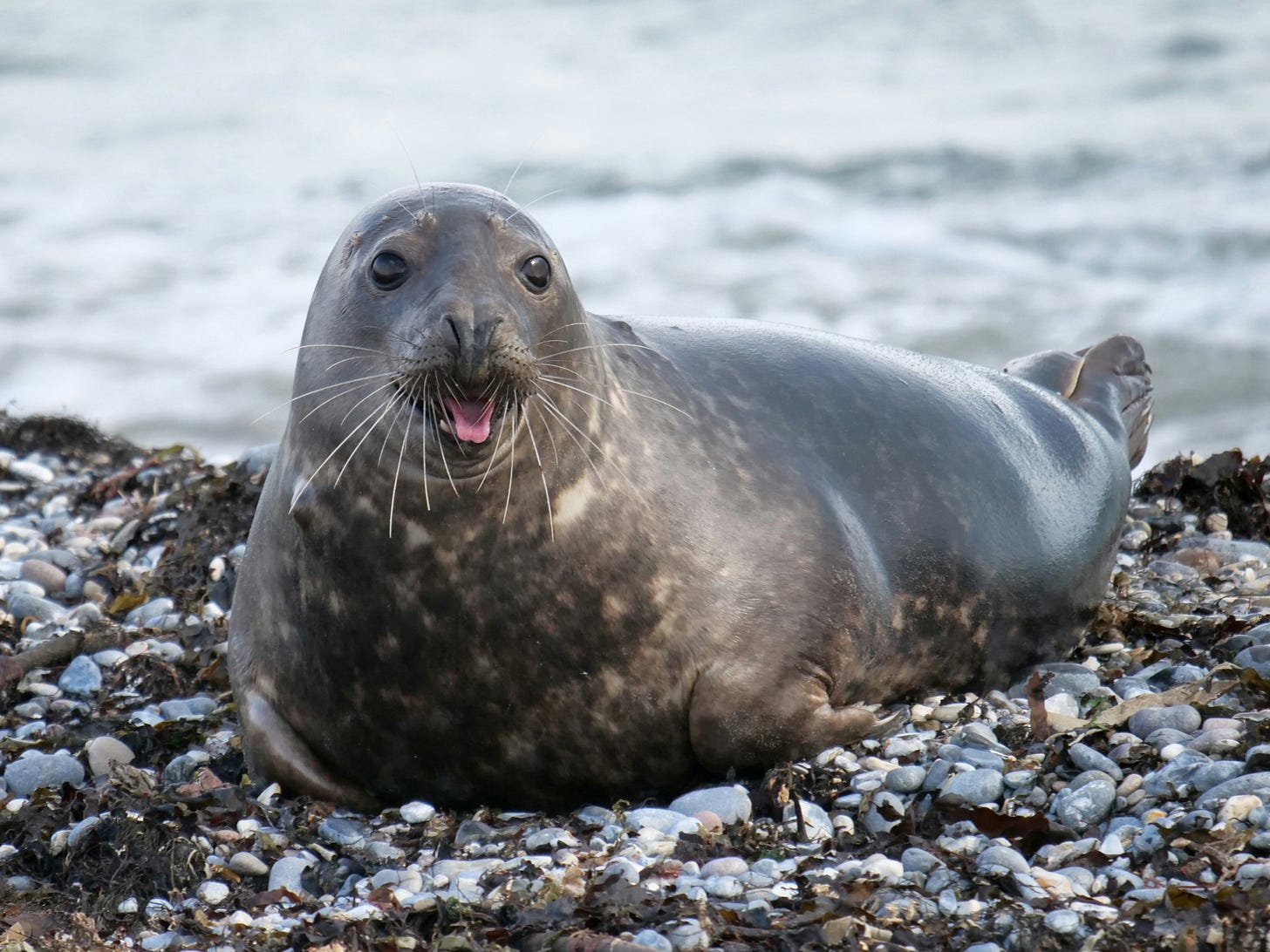 A dark brown seal with beige spots on its chest sitting on a rocky beach with its mouth open, appearing to be talking