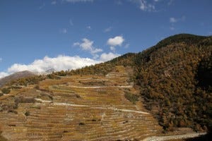 vispertermin vineyards rising to 1150m
