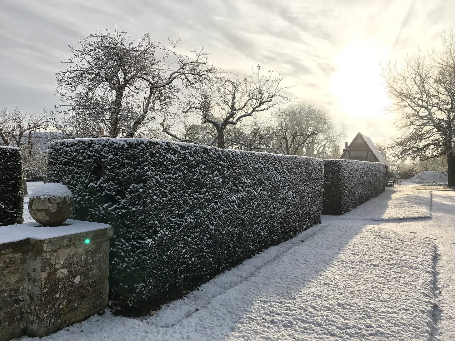Frost covered hedges with fruit trees beyond, and a rising sun