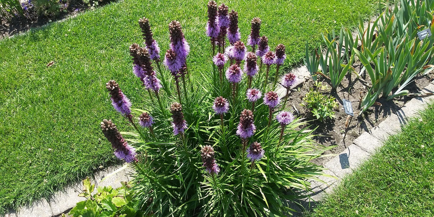 May be an image of scorpion grass, lily of the Nile and French lavender