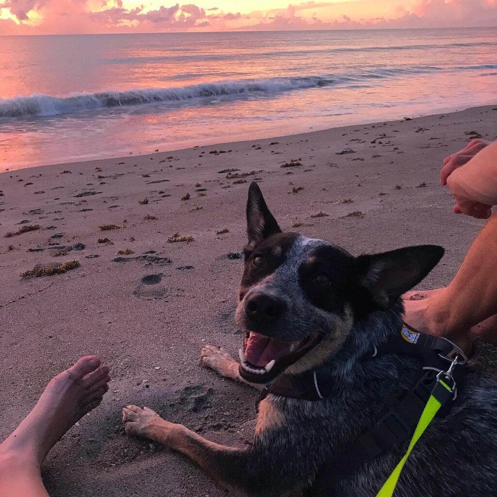 Scout the Australian cattle dog enjoying a beautiful sunrise on dog-friendly Cocoa Beach