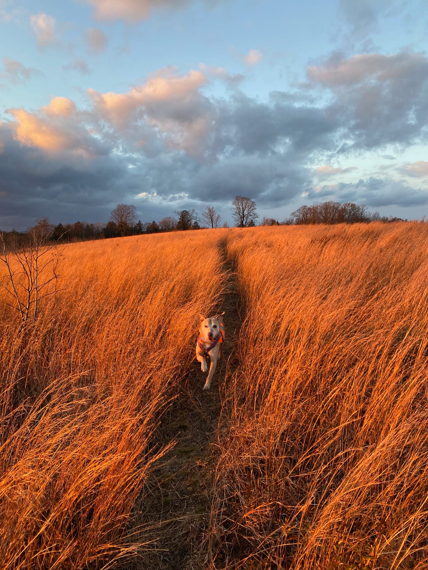 My pup bounding along a narrow path on top of a ridge at sunset. The grass around her is tall, waving, and deep golden, illuminated by the sun. The clouds are pink and blue.