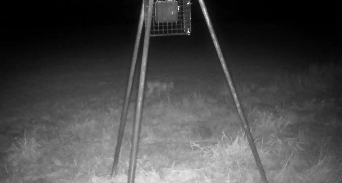 Criatura misteriosa capturada por câmera na zona rural do Texas. Criatura misteriosa capturada por câmera na zona rural do Texas.