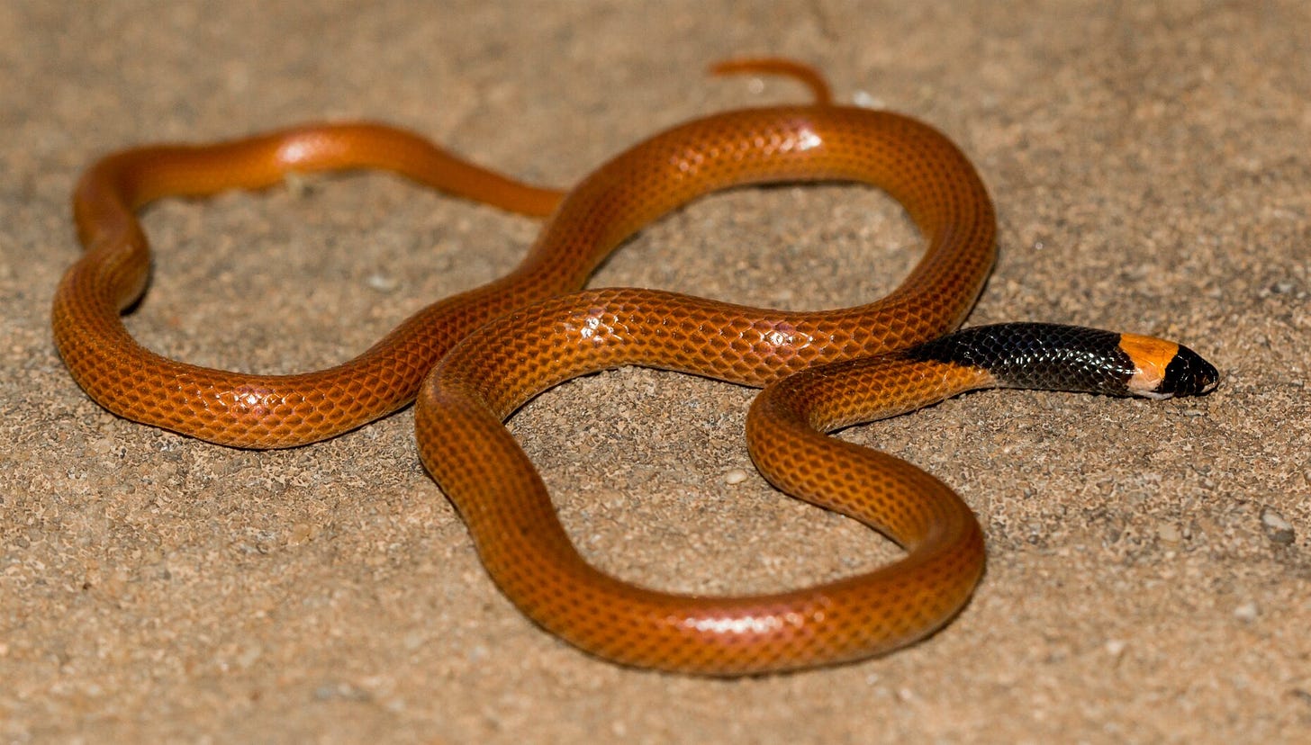 Rhynchocalamus hejazicus, una nueva especie de serpiente