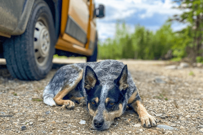 Scout the blue heeler lies on gravel ground next to a yellow converted campervan