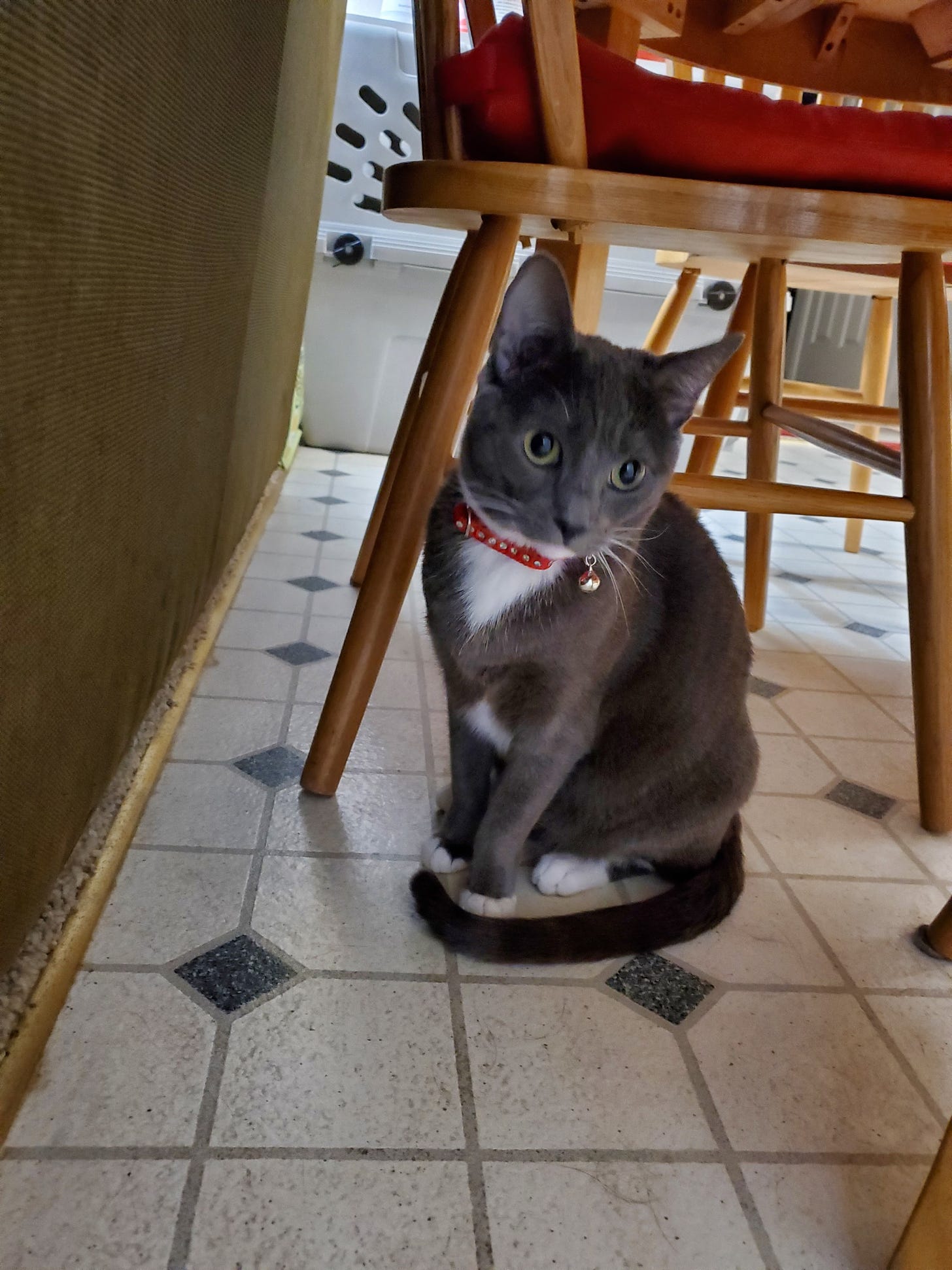 Gray cat with white paws sitting under wooden chair