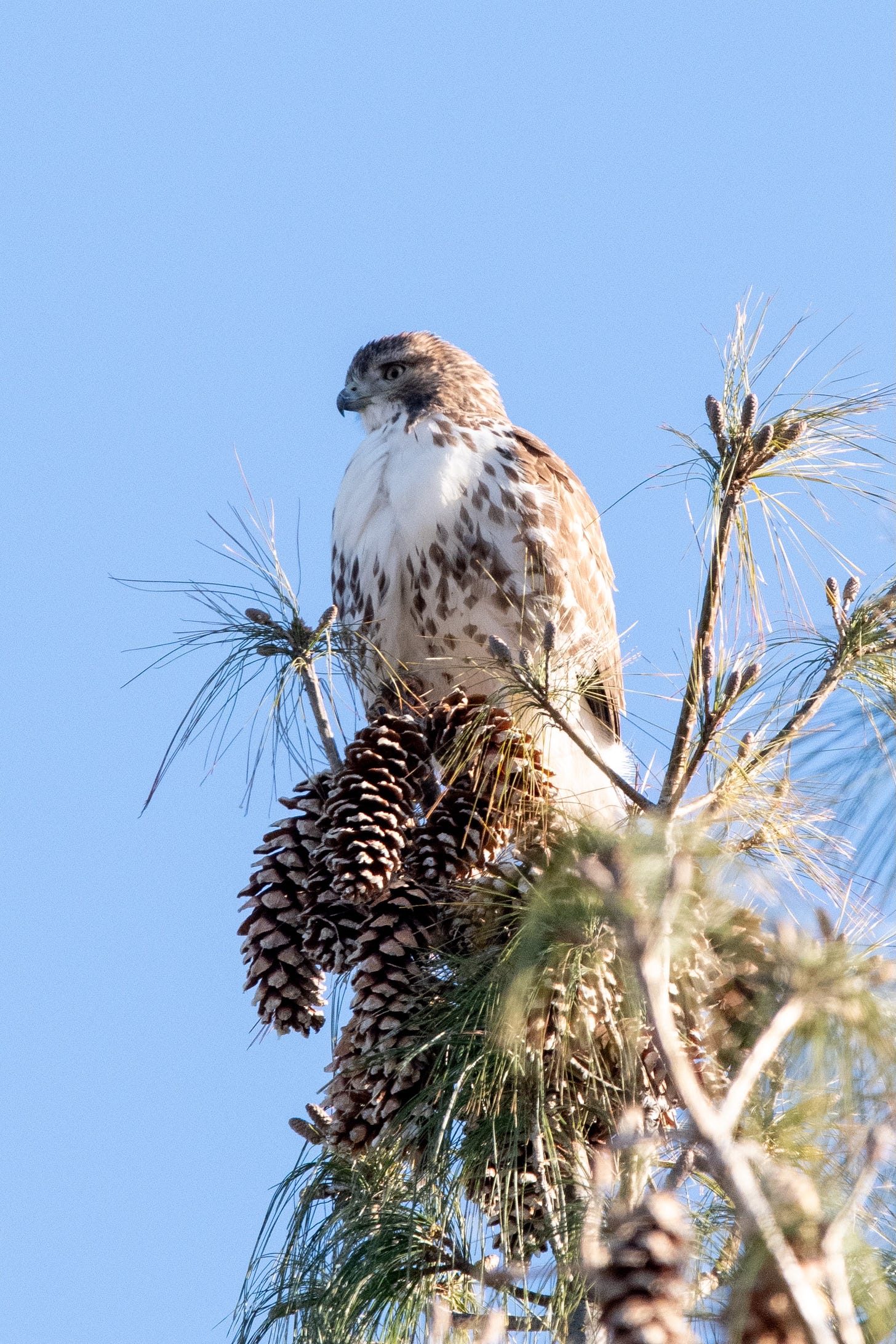 A hook-beaked bird of prey, perched at the very top of a pine, above a cornucopia of cones