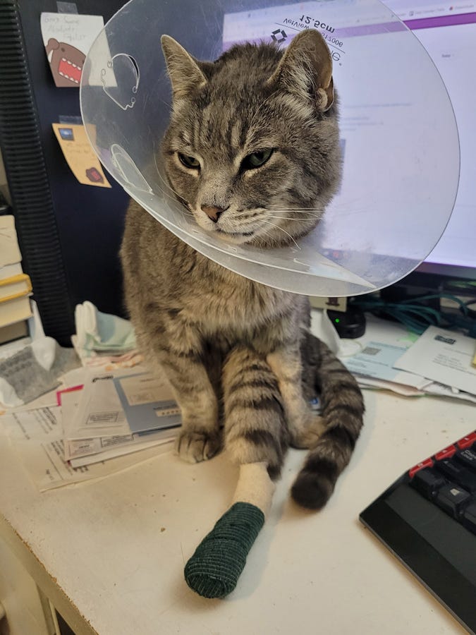 Thornton sits on my messy desk, wearing his cone of shame, stretching his bandaged foot straight out in front of him between his front paws. He looks miffed by the indignity of it all.