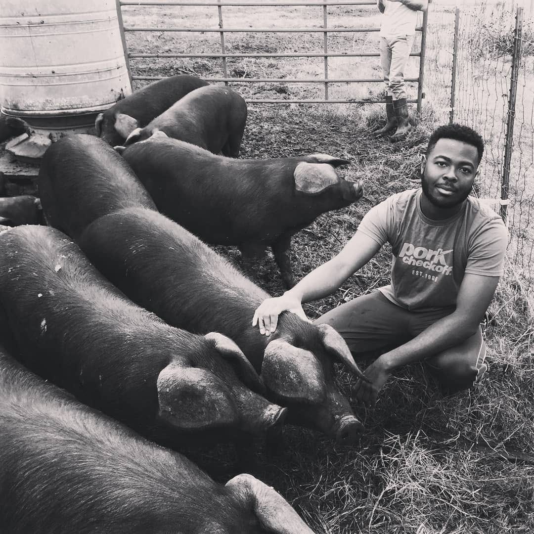 Pork Rhyne tending his pigs