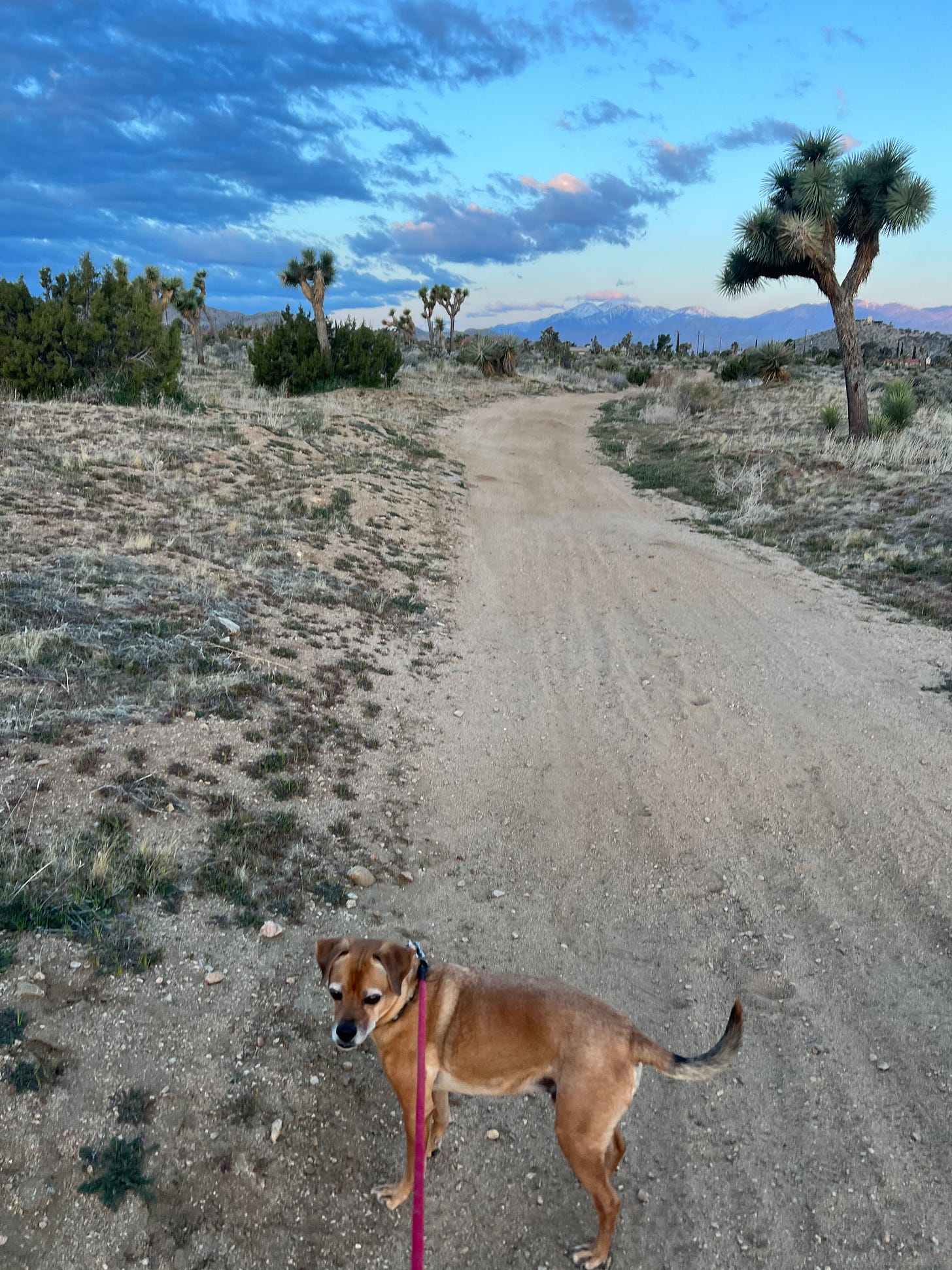 A brown dog stands in the middle of a sandy trail on a leash during a spectacular sunrise. Joshua trees are on either side and the San Bernardino Mountains glow in the distance.
