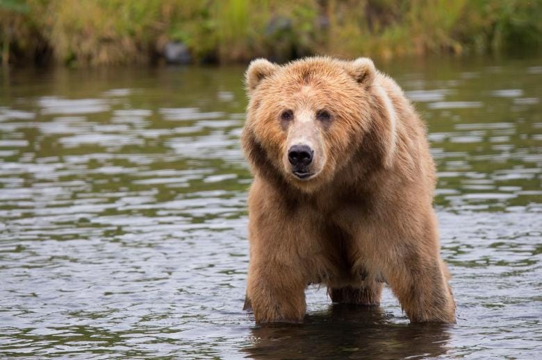 Kodiak Brown Bear - Free Stock Photo by Pixabay on Stockvault.net