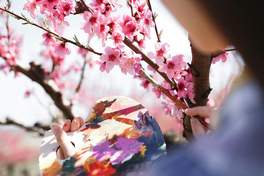 Person looking at a cherry blossom tree. Person looking at a cherry blossom tree.
