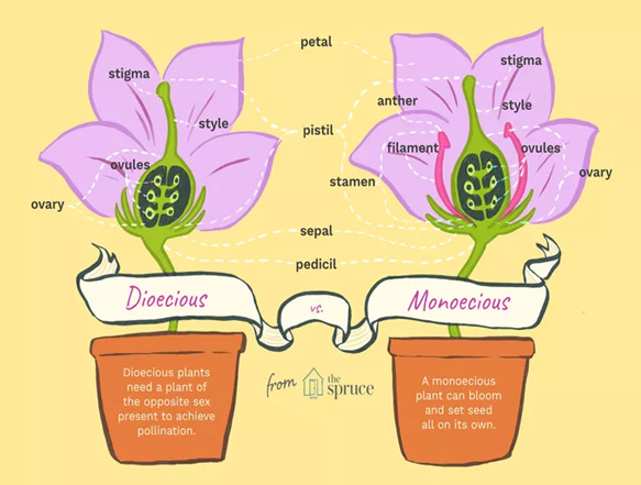 plant pollination 